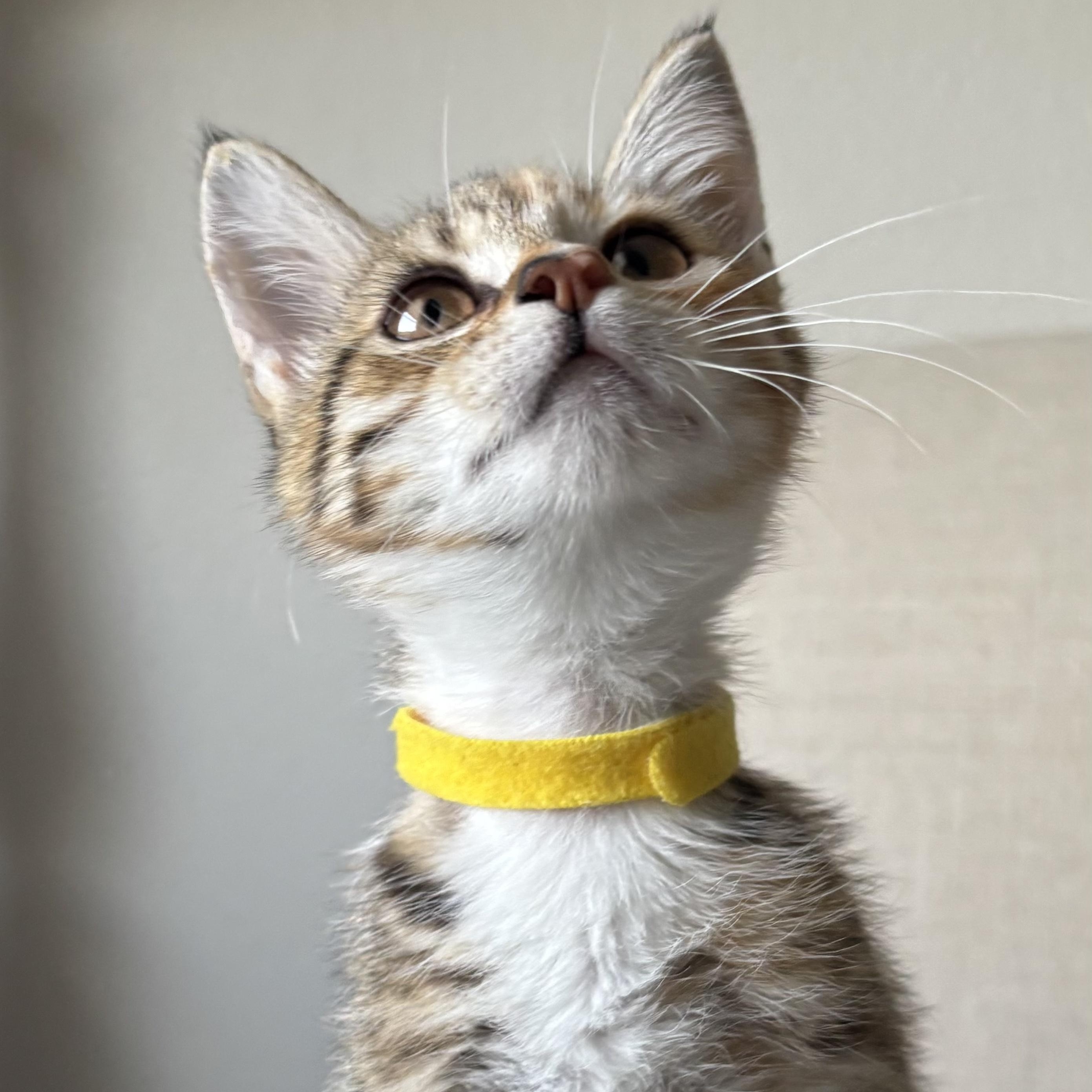 Enlarge Post Oak, a ADOPTABLE Domestic Short Hair in Bryan, TX image 3/6