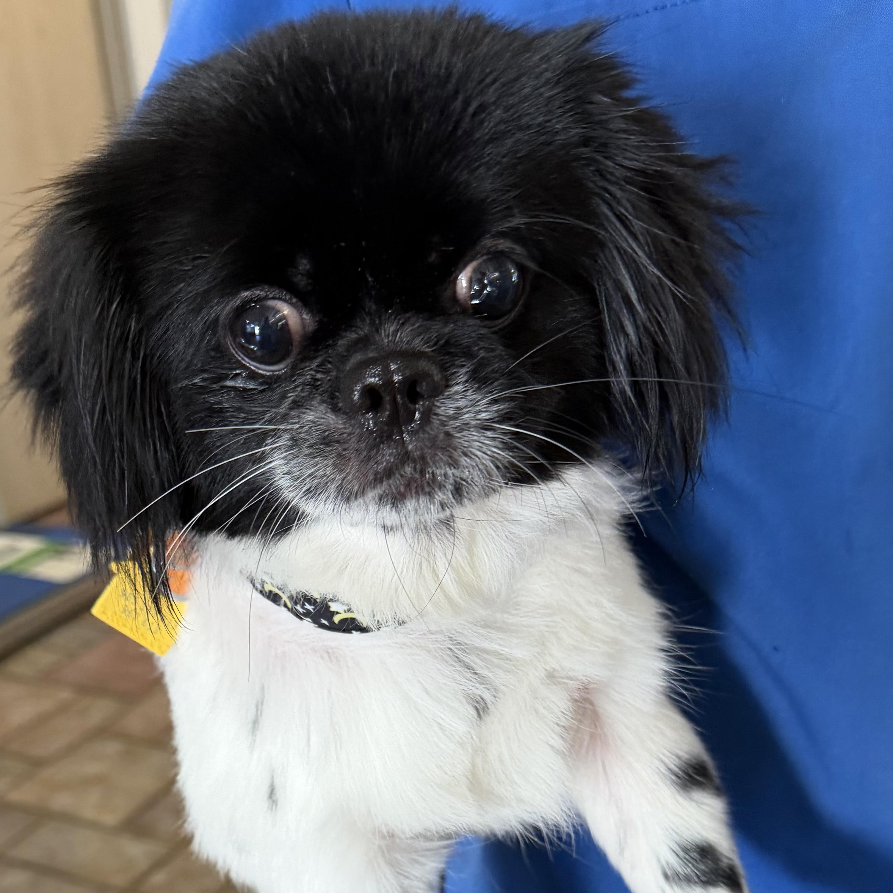 Enlarge Hocus, a Adoptable Shih Tzu in Plano, TX image 1/1