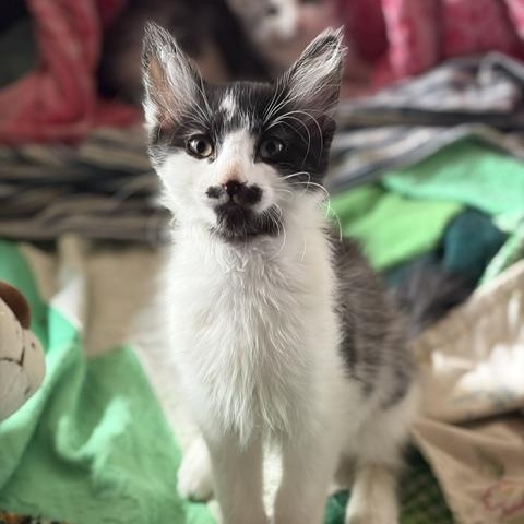 Stach (Pistachio), a ADOPTABLE mixed breed in Dickinson, ND image 2/2