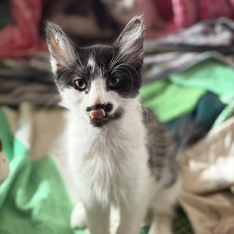 Stach (Pistachio), ADOPTABLE, Kitten Female Domestic Short Hair.