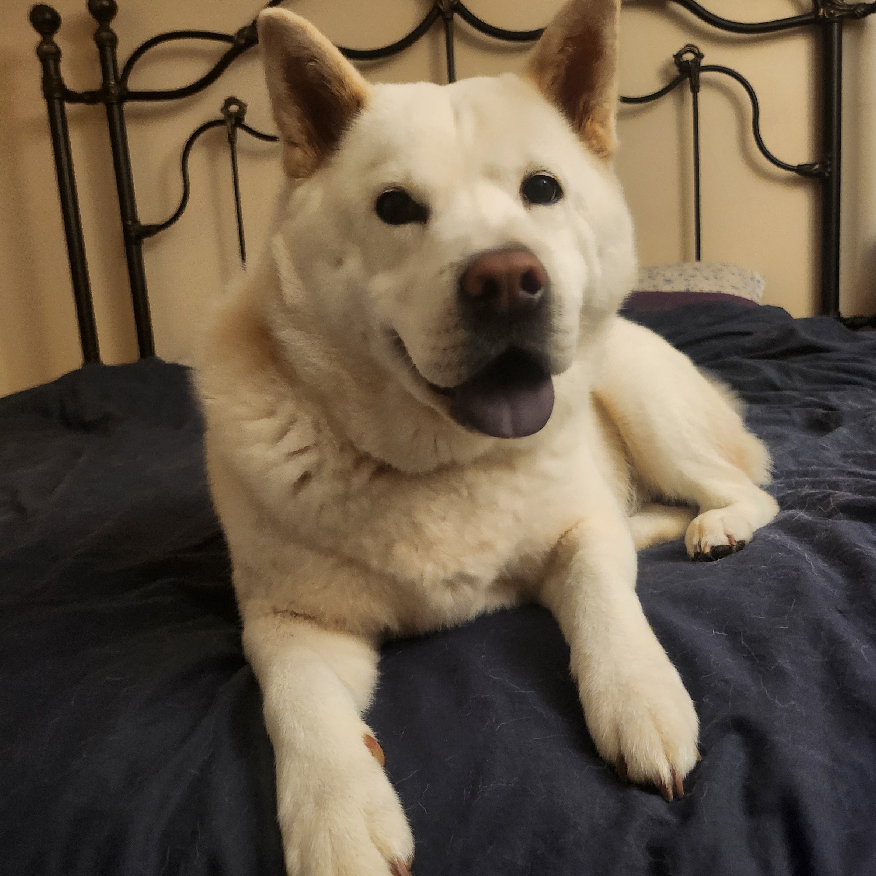 TOFU***, a Adopted mixed breed in Springfield, VA image 1/4