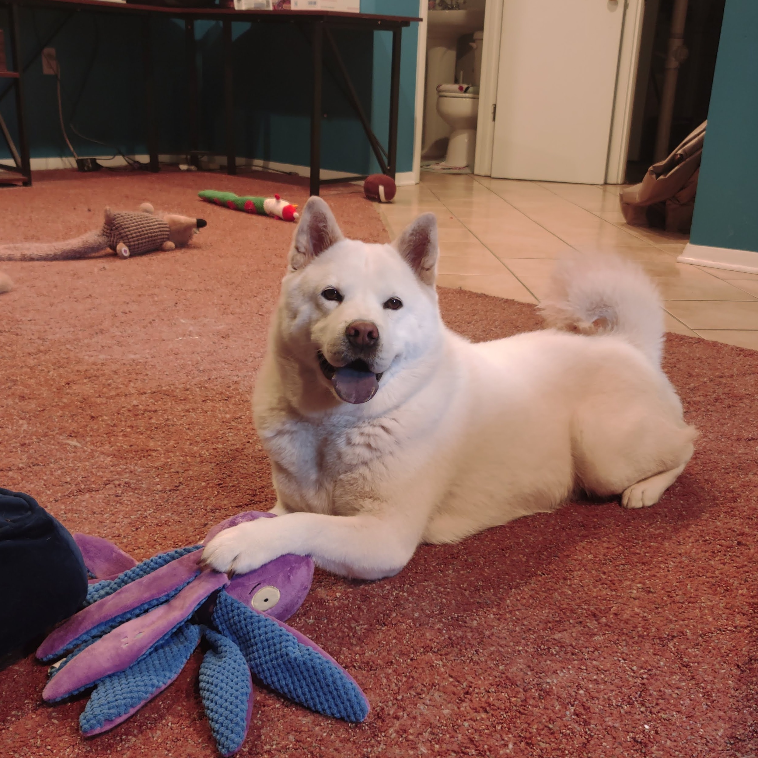 TOFU***, a Adopted mixed breed in Springfield, VA image 4/4