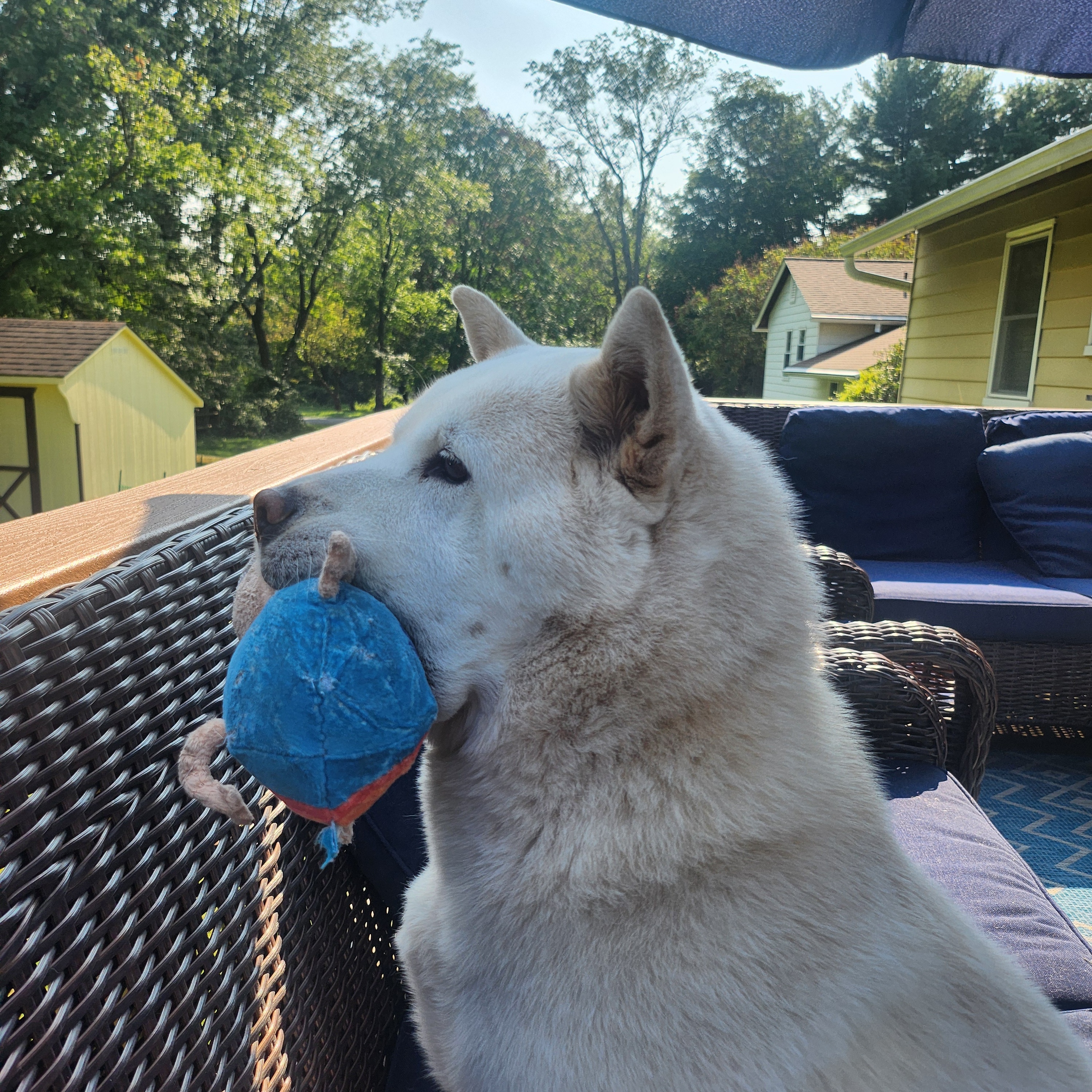 TOFU***, a Adopted mixed breed in Springfield, VA image 2/4