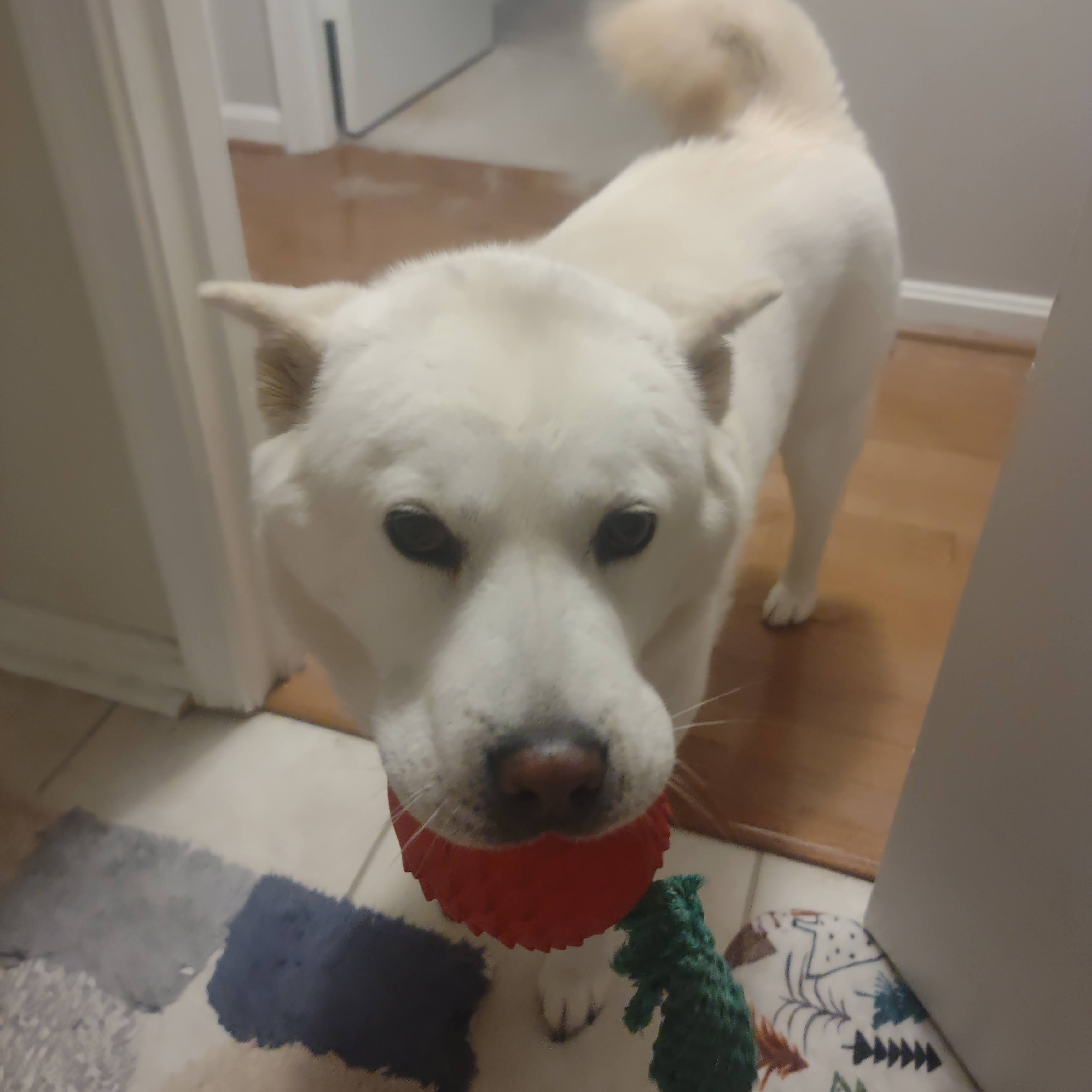 TOFU***, a Adopted mixed breed in Springfield, VA image 3/4