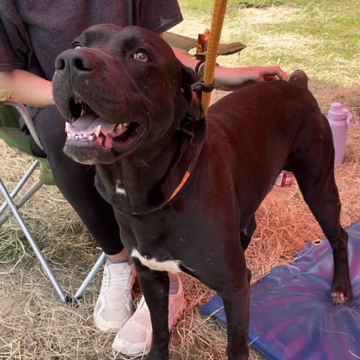 Enlarge Batman, a Adoptable Labrador Retriever in Heber Springs, AR image 6/6