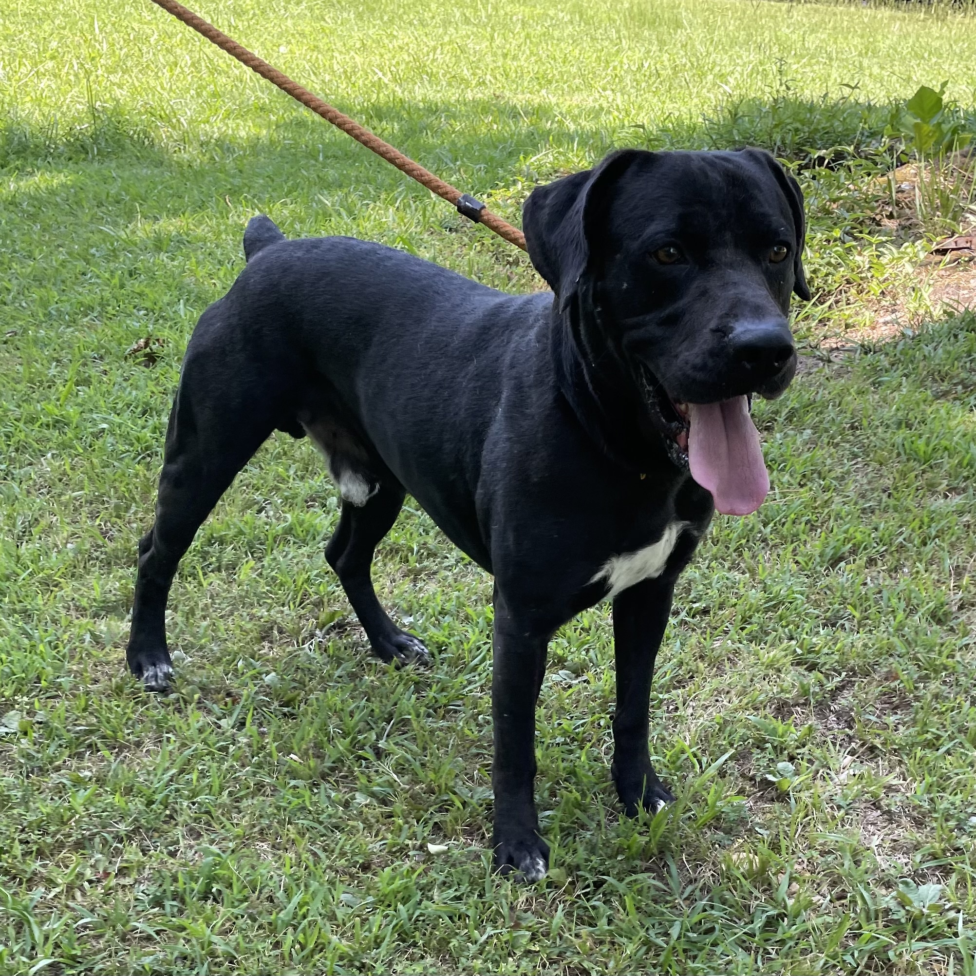 Enlarge Batman, a Adoptable Labrador Retriever in Heber Springs, AR image 3/6
