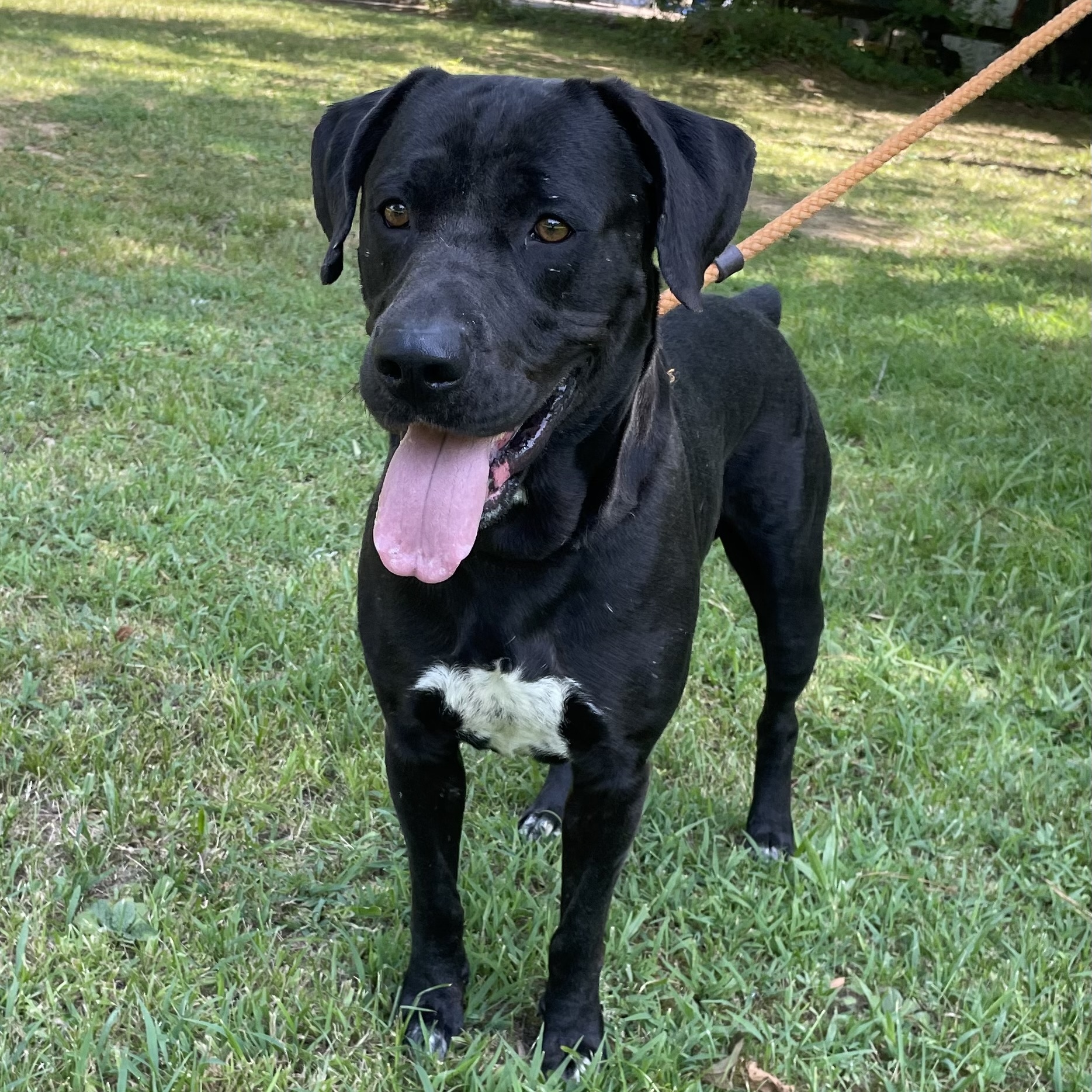 Enlarge Batman, a Adoptable Labrador Retriever in Heber Springs, AR image 2/6