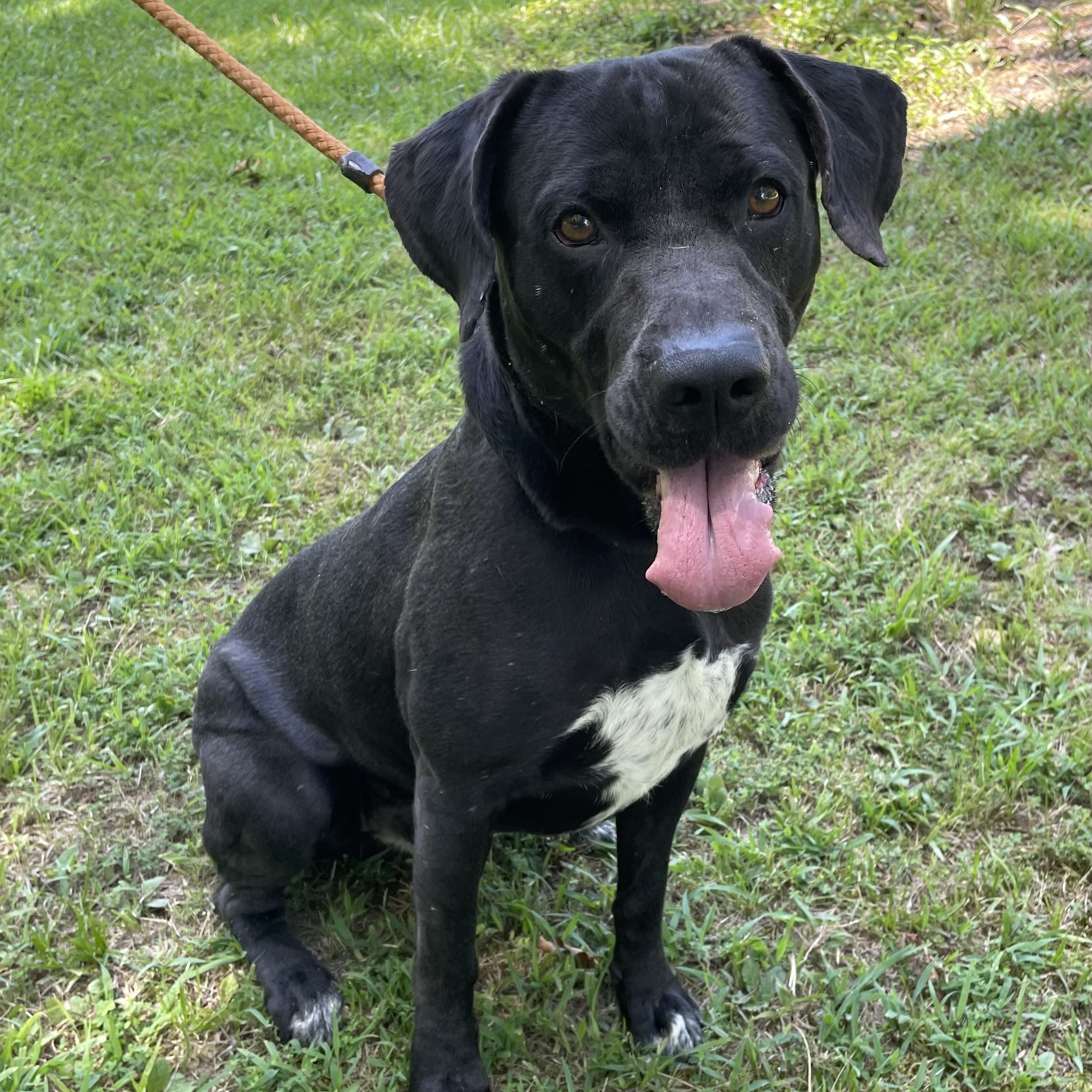 Enlarge Batman, a Adoptable Labrador Retriever in Heber Springs, AR image 4/6
