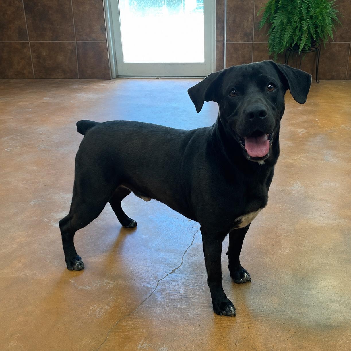 Batman, Adoptable, Adult Male Labrador Retriever.
