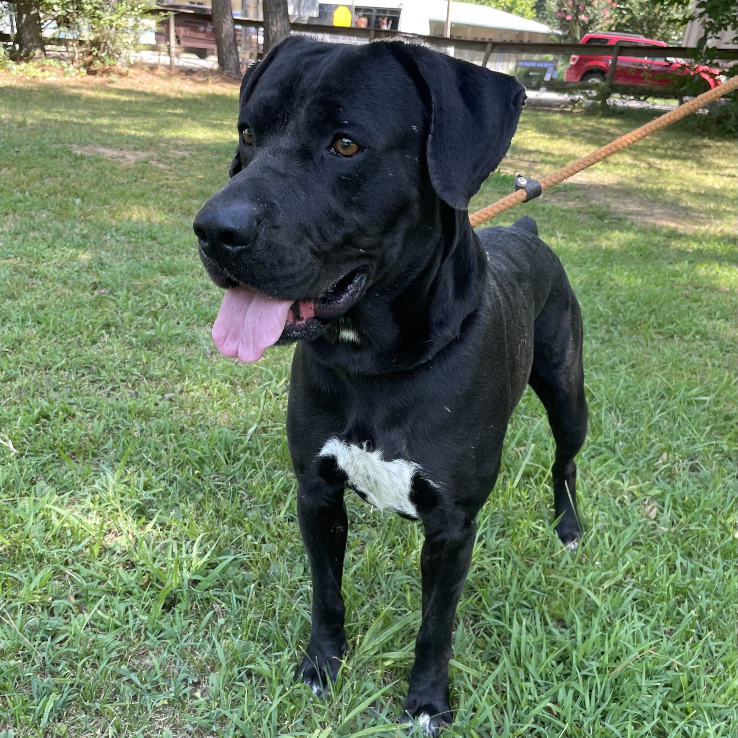 Enlarge Batman, a Adoptable Labrador Retriever in Heber Springs, AR image 5/6