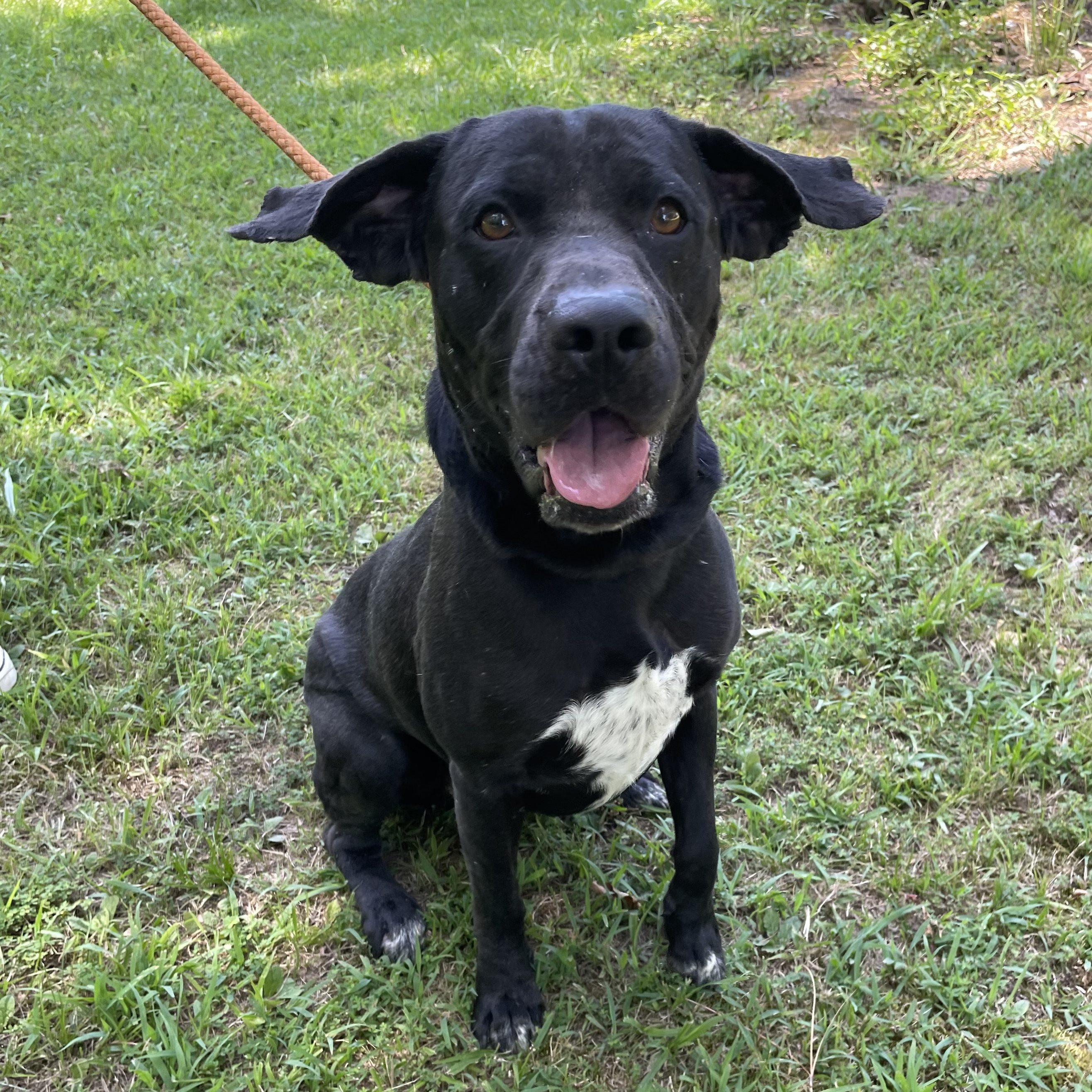 Enlarge Batman, a Adoptable Labrador Retriever in Heber Springs, AR image 1/6