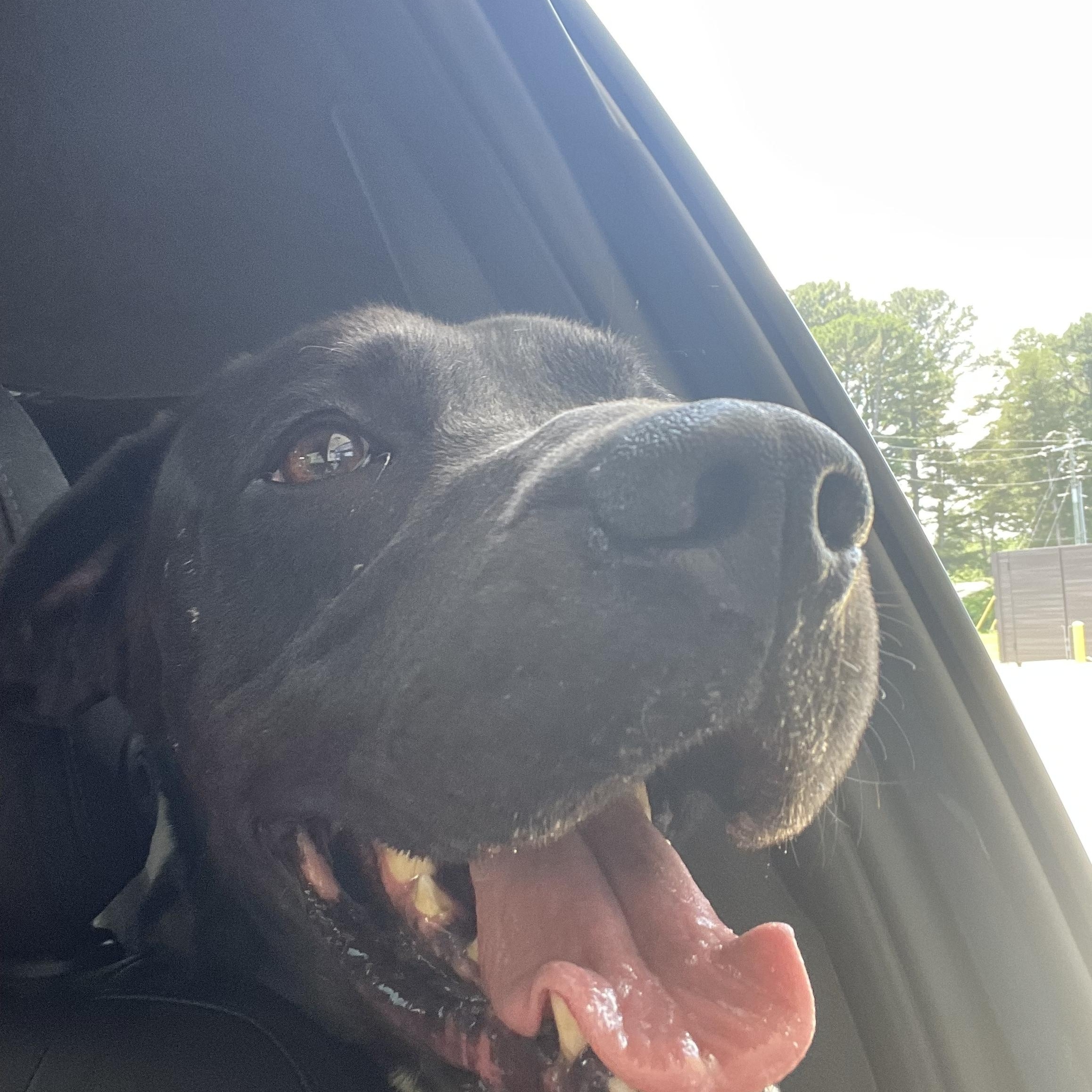 Batman, a Adoptable mixed breed in Heber Springs, AR image 6/6
