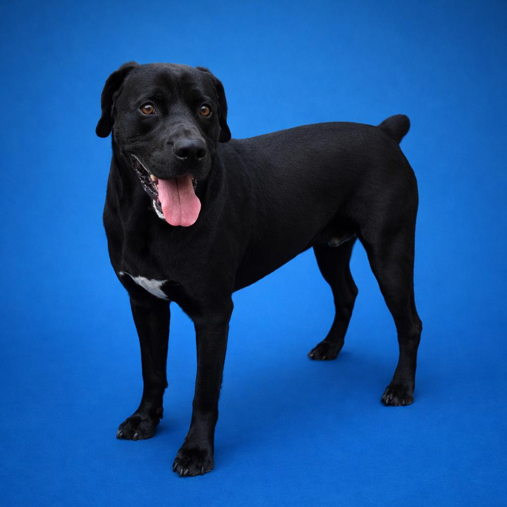 Batman, Adoptable, Adult Male Labrador Retriever.