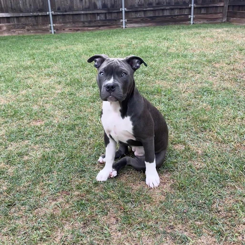 Enlarge Maggie Grace, a Adoptable Pit Bull Terrier in Dallas, TX image 1/6