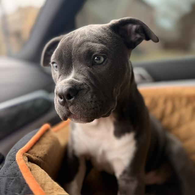 Enlarge Maggie Grace, a Adoptable Pit Bull Terrier in Dallas, TX image 2/6