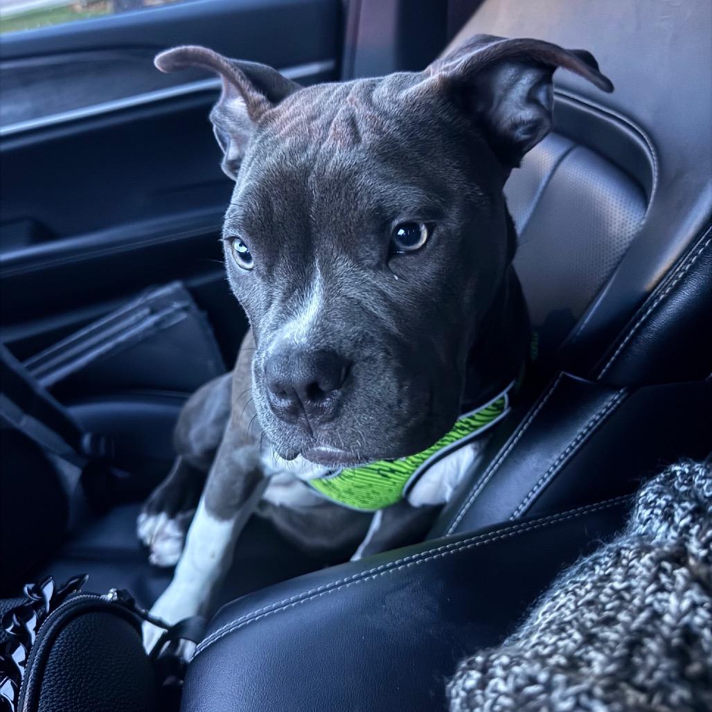 Enlarge Maggie Grace, a Adoptable Pit Bull Terrier in Dallas, TX image 3/6
