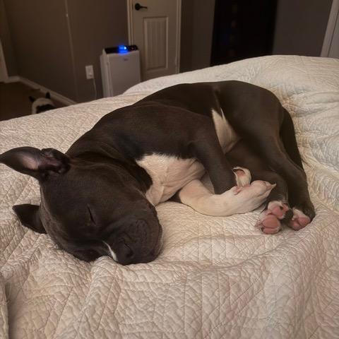 Enlarge Maggie Grace, a Adoptable Pit Bull Terrier in Dallas, TX image 4/6