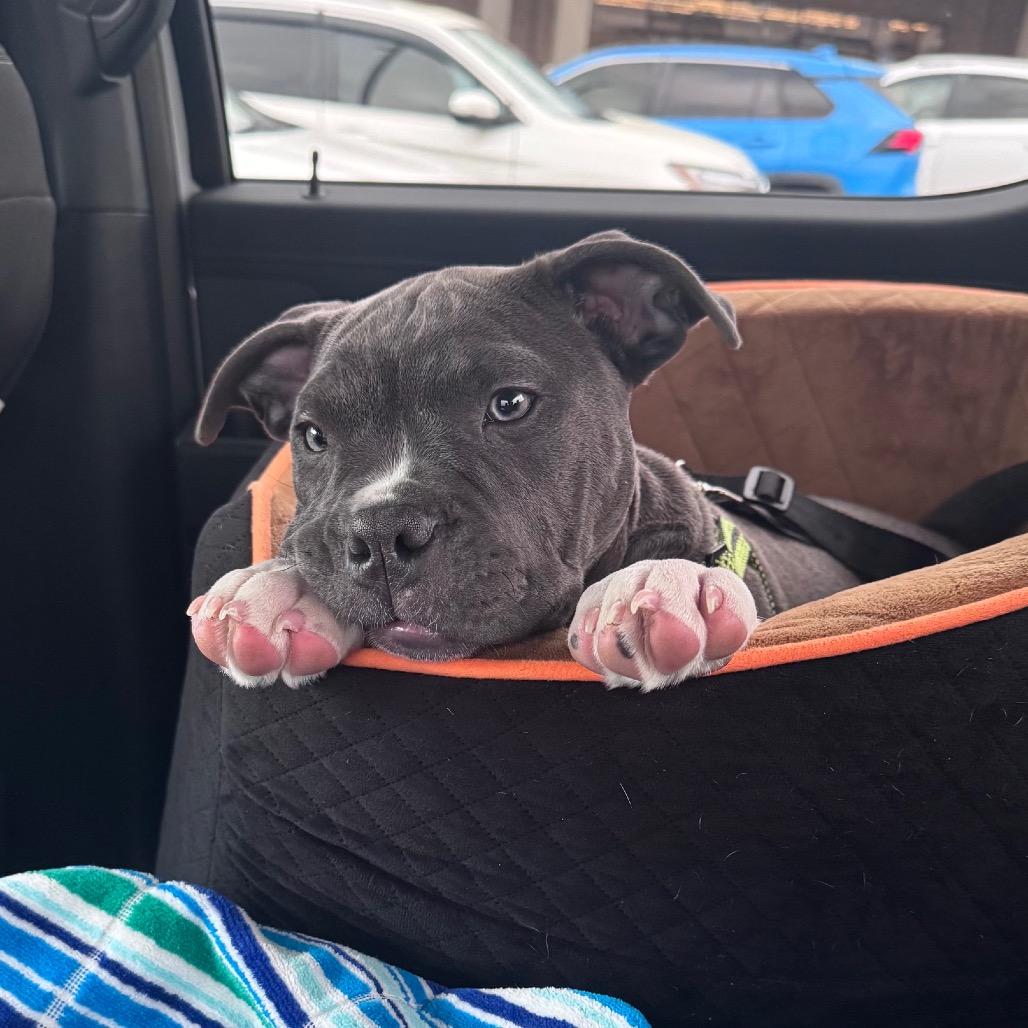 Enlarge Maggie Grace, a Adoptable Pit Bull Terrier in Dallas, TX image 5/6
