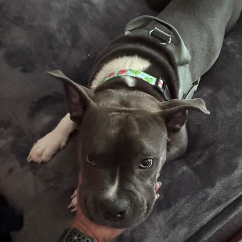 Enlarge Maggie Grace, a Adoptable Pit Bull Terrier in Dallas, TX image 6/6