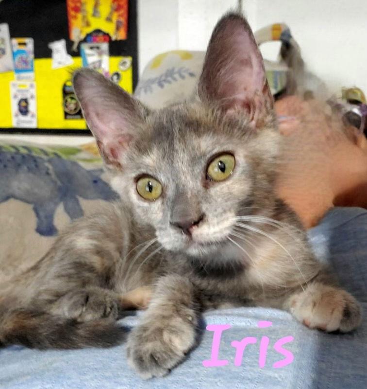 Enlarge Iris (& Poppy), a Adoptable Dilute Tortoiseshell in Castro Valley, CA image 1/3