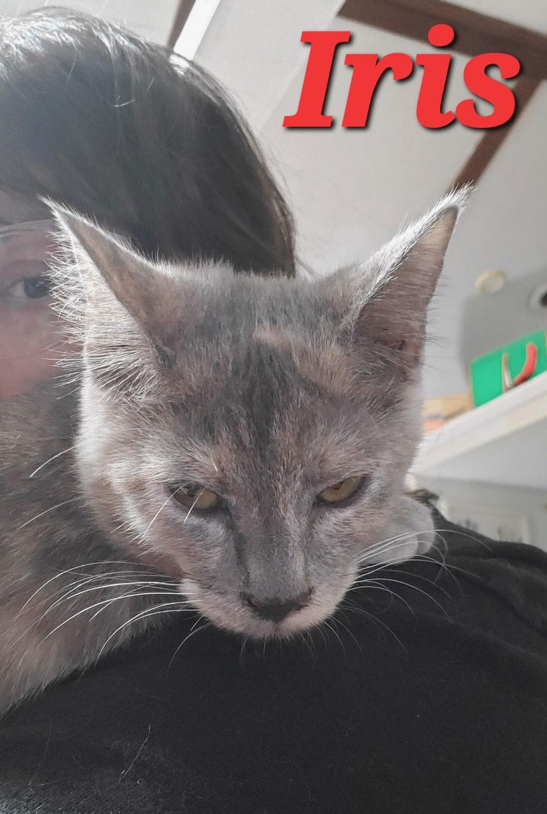 Enlarge Iris (& Poppy), a Adoptable Dilute Tortoiseshell in Castro Valley, CA image 3/3