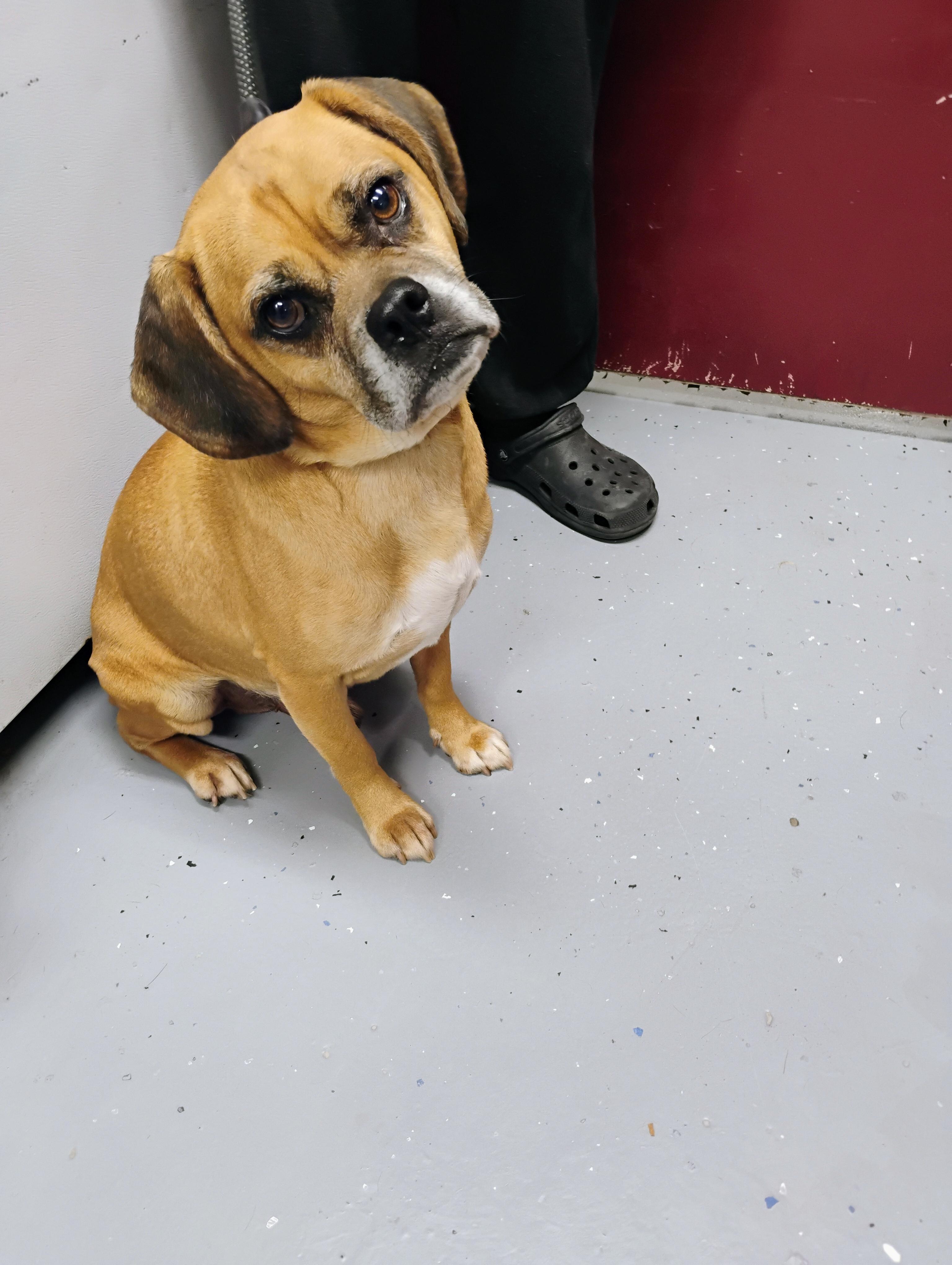 Chopper, an adoptable Puggle in North Judson, IN, 46366 | Photo Image 1