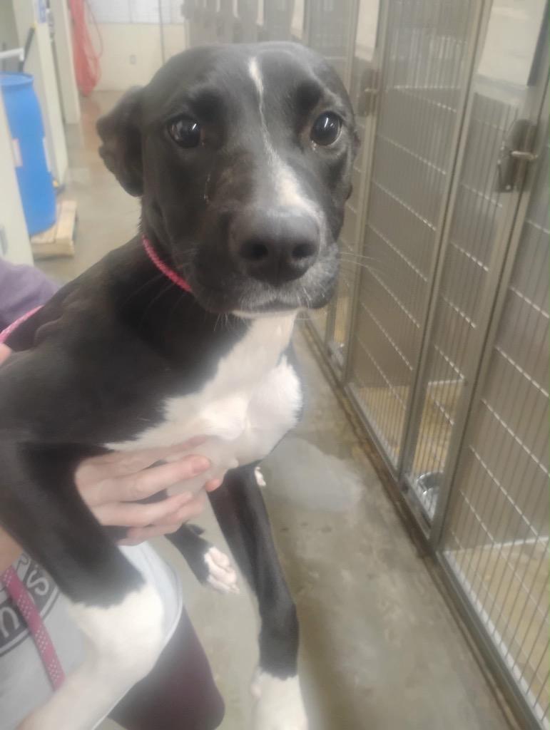 Enlarge Sharon, a Adoptable Mixed Breed in Jonesboro, AR image 4/4