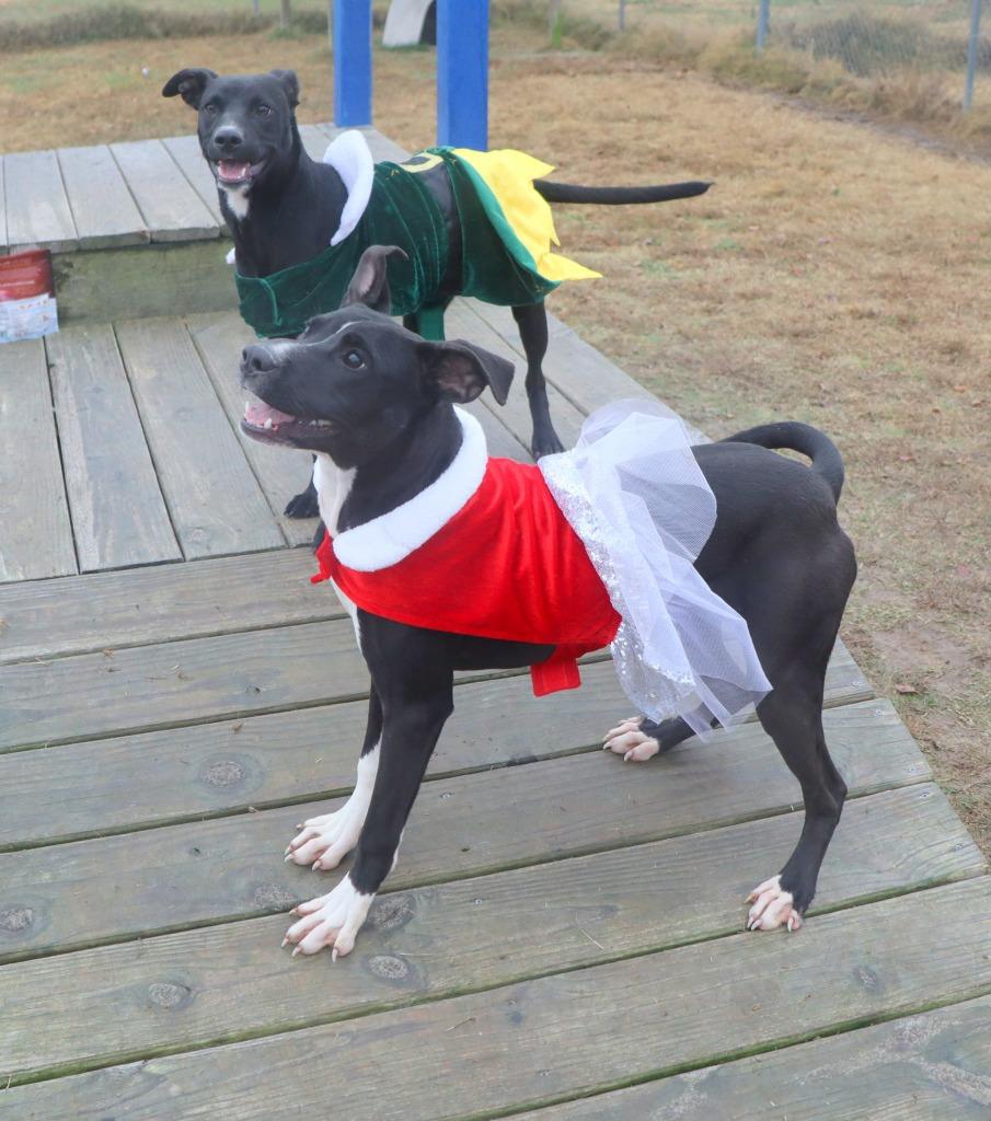 Enlarge Sharon, a Adoptable Mixed Breed in Jonesboro, AR image 2/4