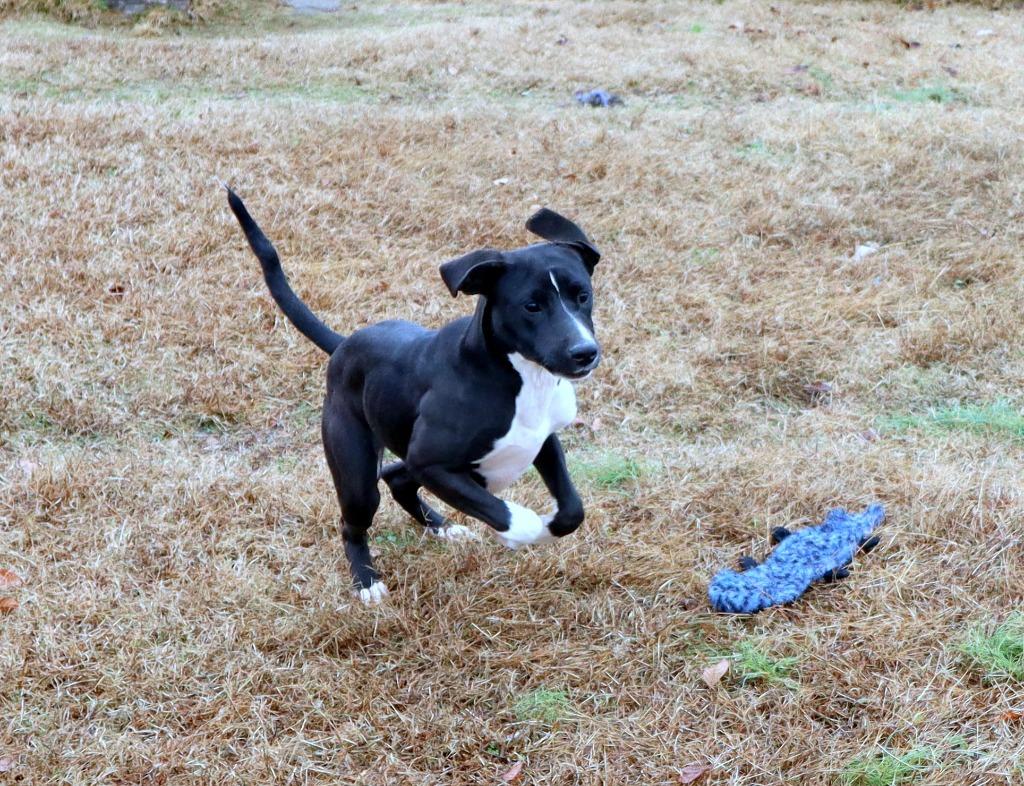 Enlarge Sharon, a Adoptable Mixed Breed in Jonesboro, AR image 3/4