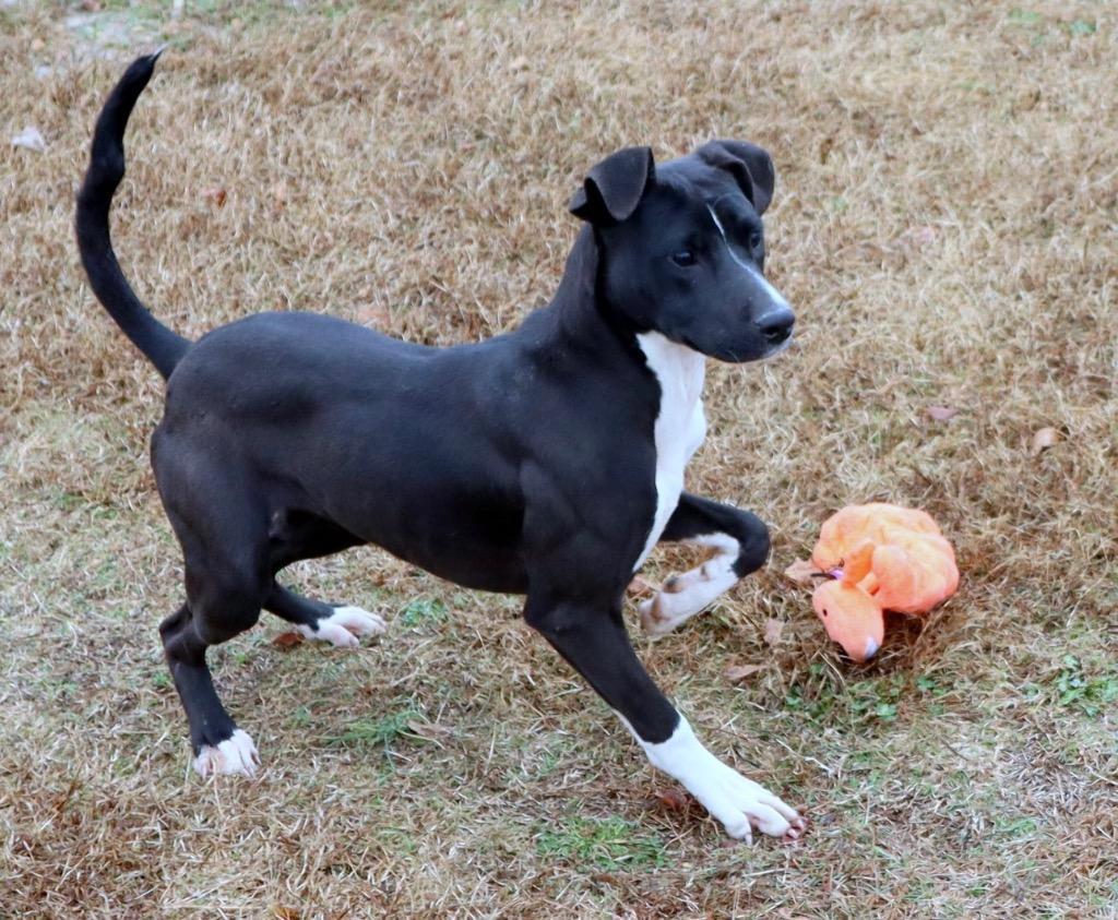 Sharon, Adoptable, Young Female Mixed Breed.