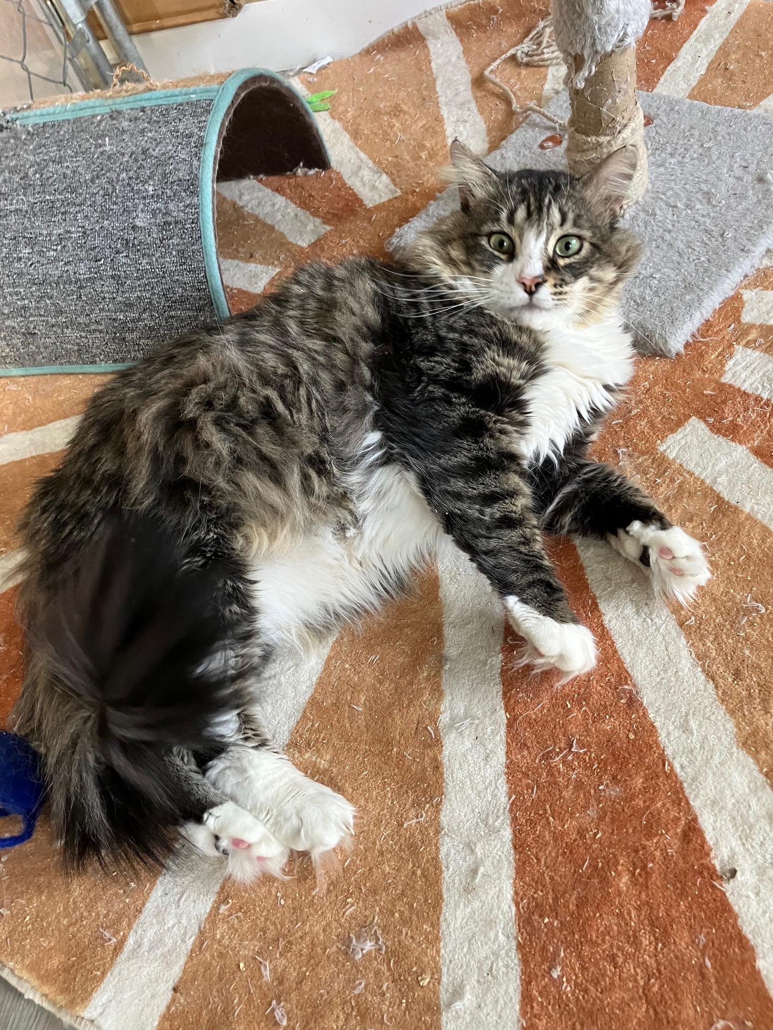 Wally, adopted, Young Male Domestic Medium Hair.