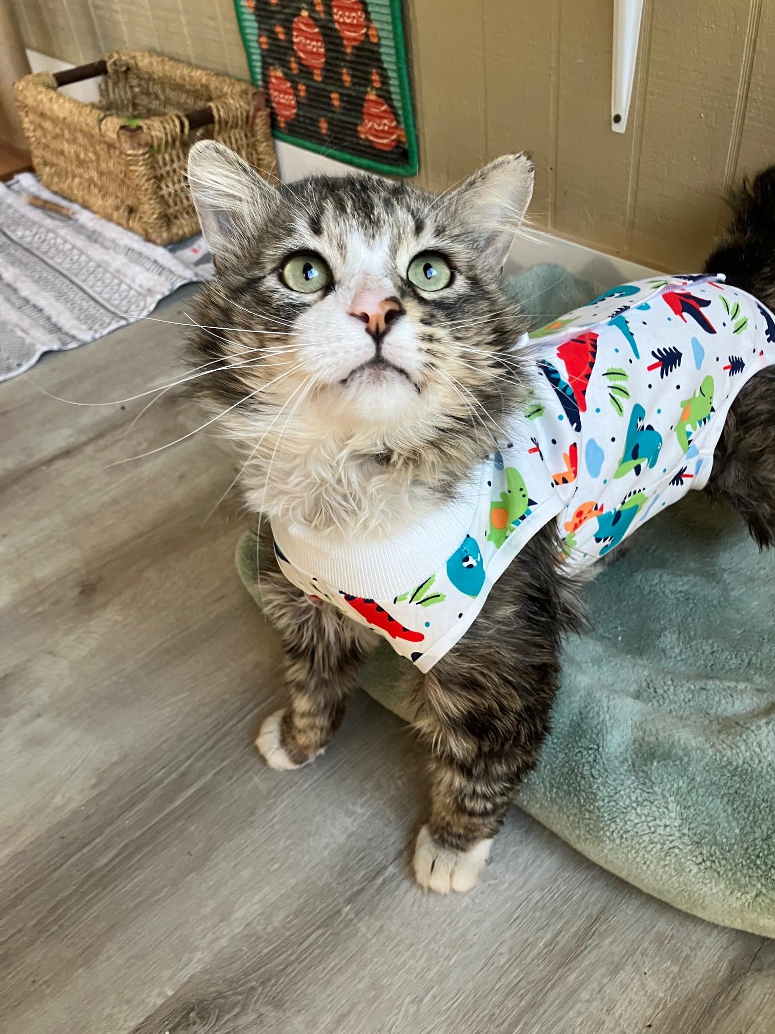 Enlarge Wally, an adopted mixed breed in Newport Beach, CA image 5/6