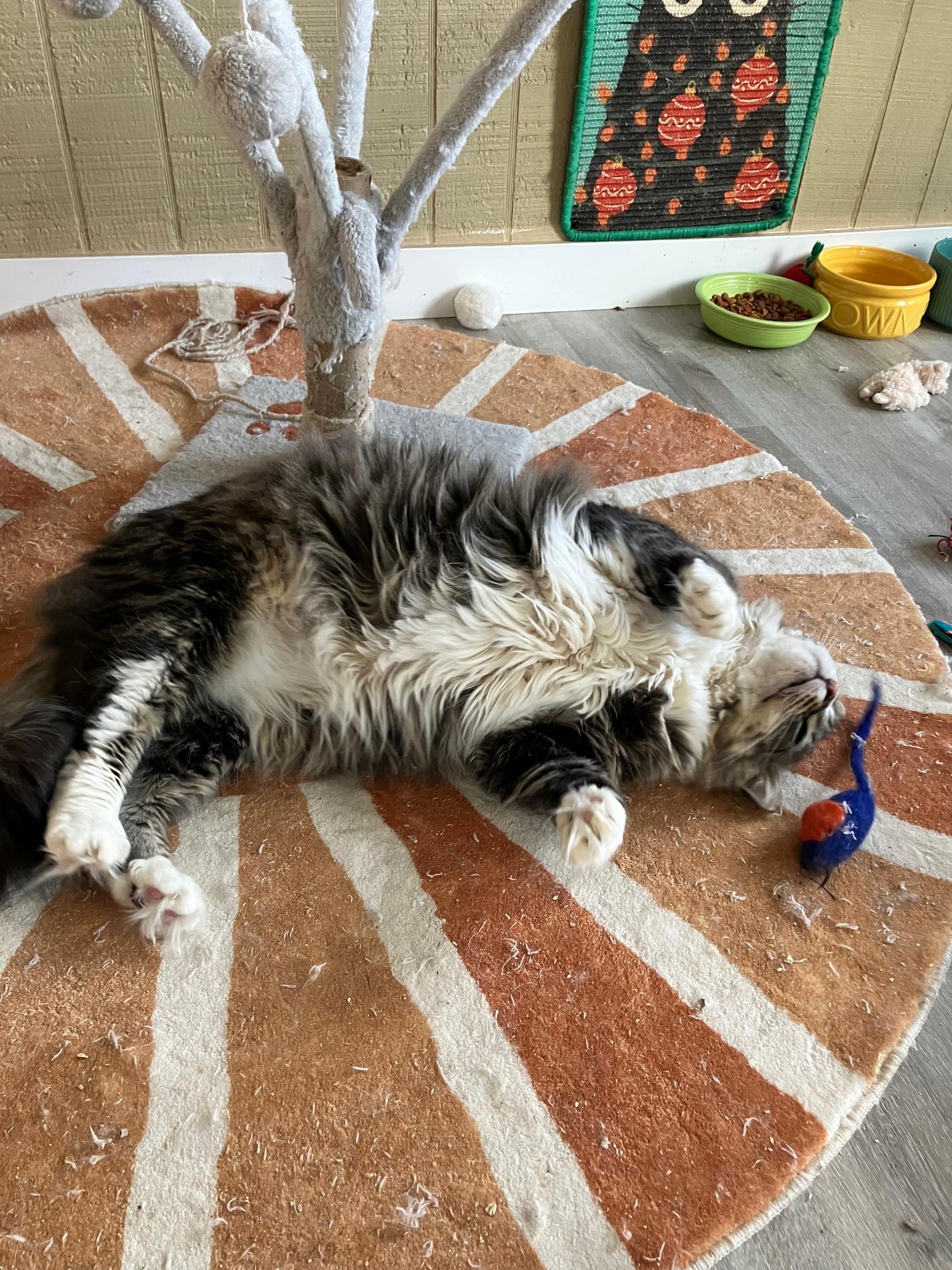 Enlarge Wally, an adopted mixed breed in Newport Beach, CA image 3/6