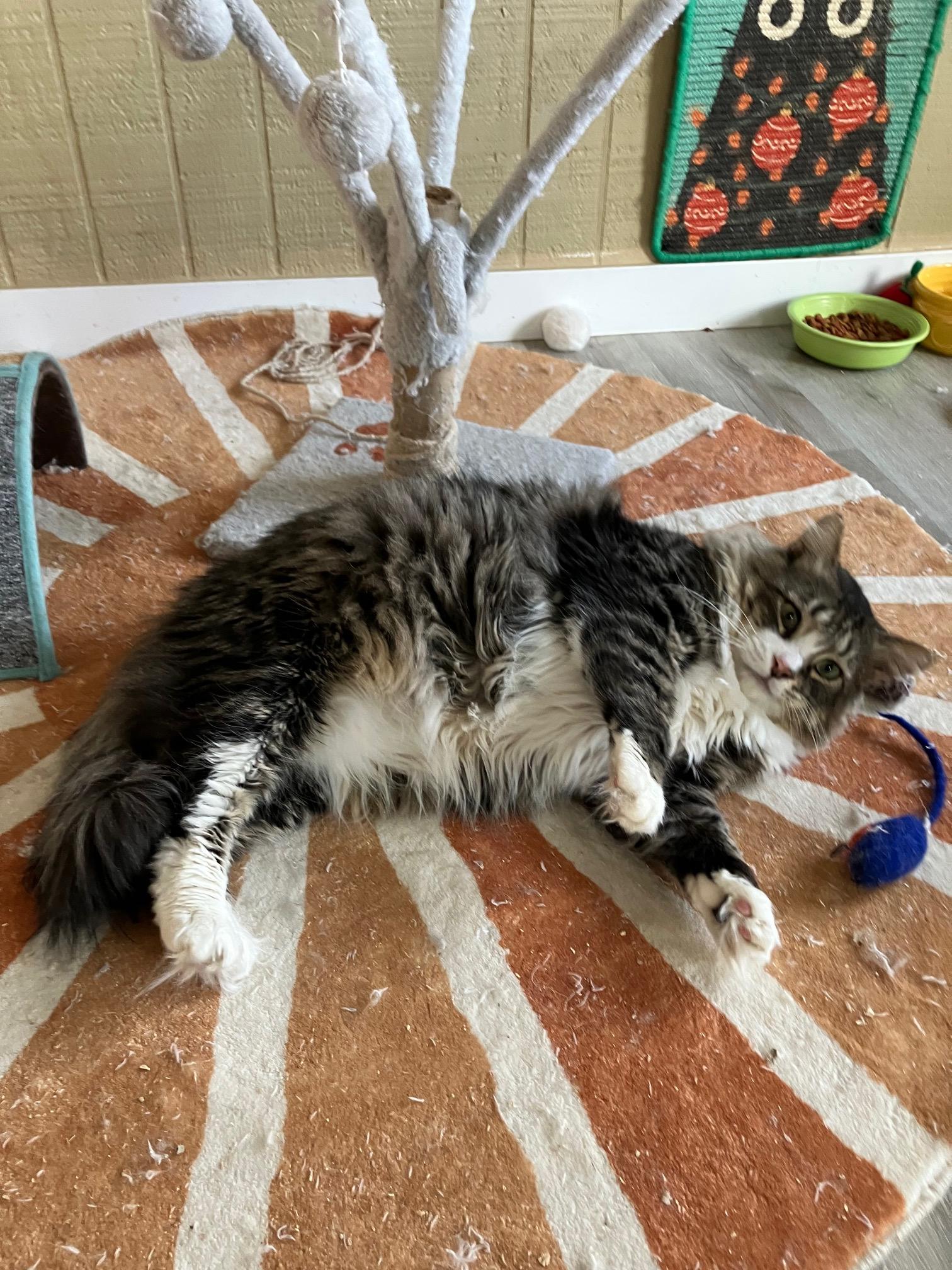 Enlarge Wally, an adopted mixed breed in Newport Beach, CA image 4/6