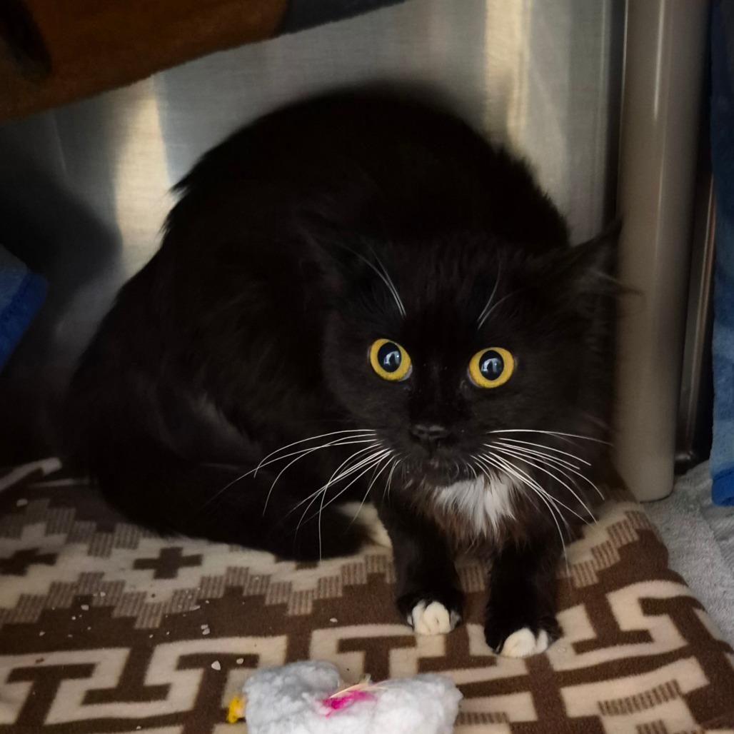 Mia, a Adoptable Domestic Long Hair in Fort Bragg, CA image 1/2