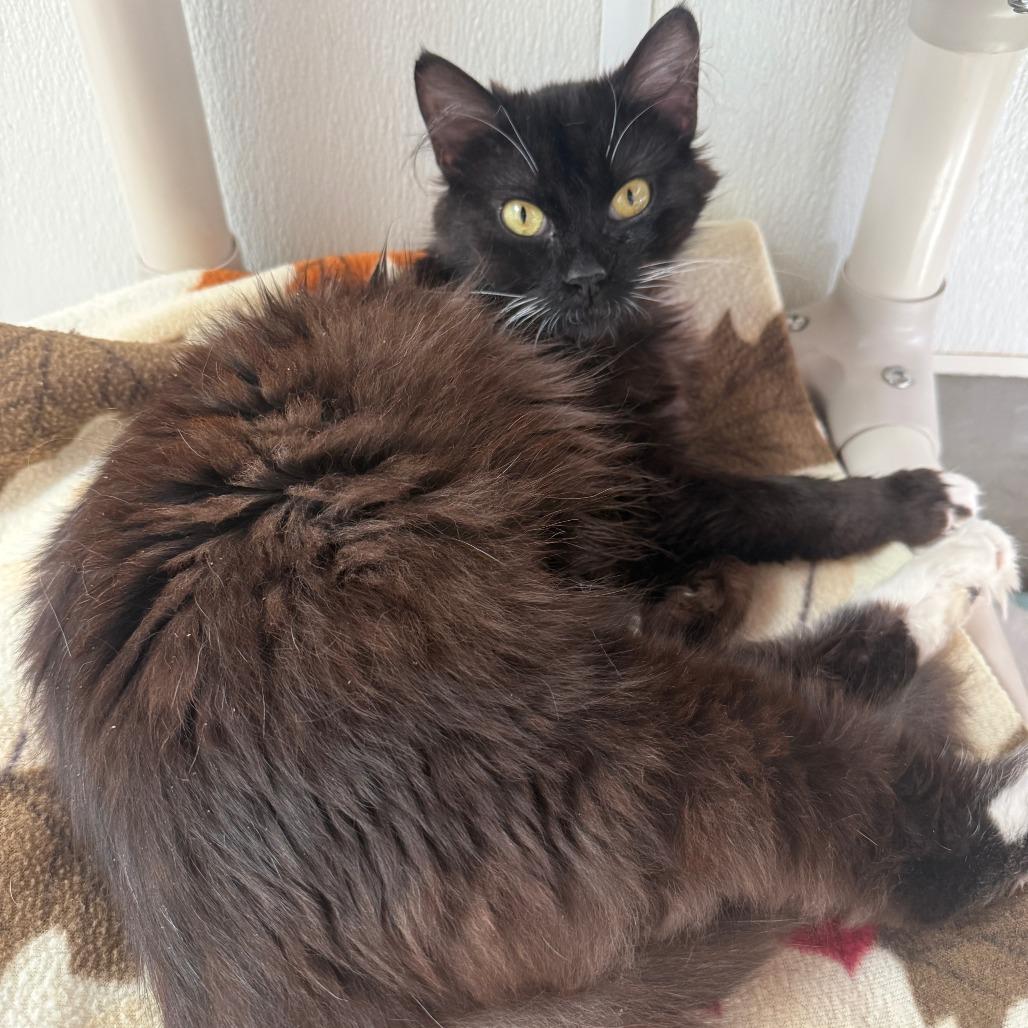 Mia, Adoptable, Adult Female Domestic Long Hair.