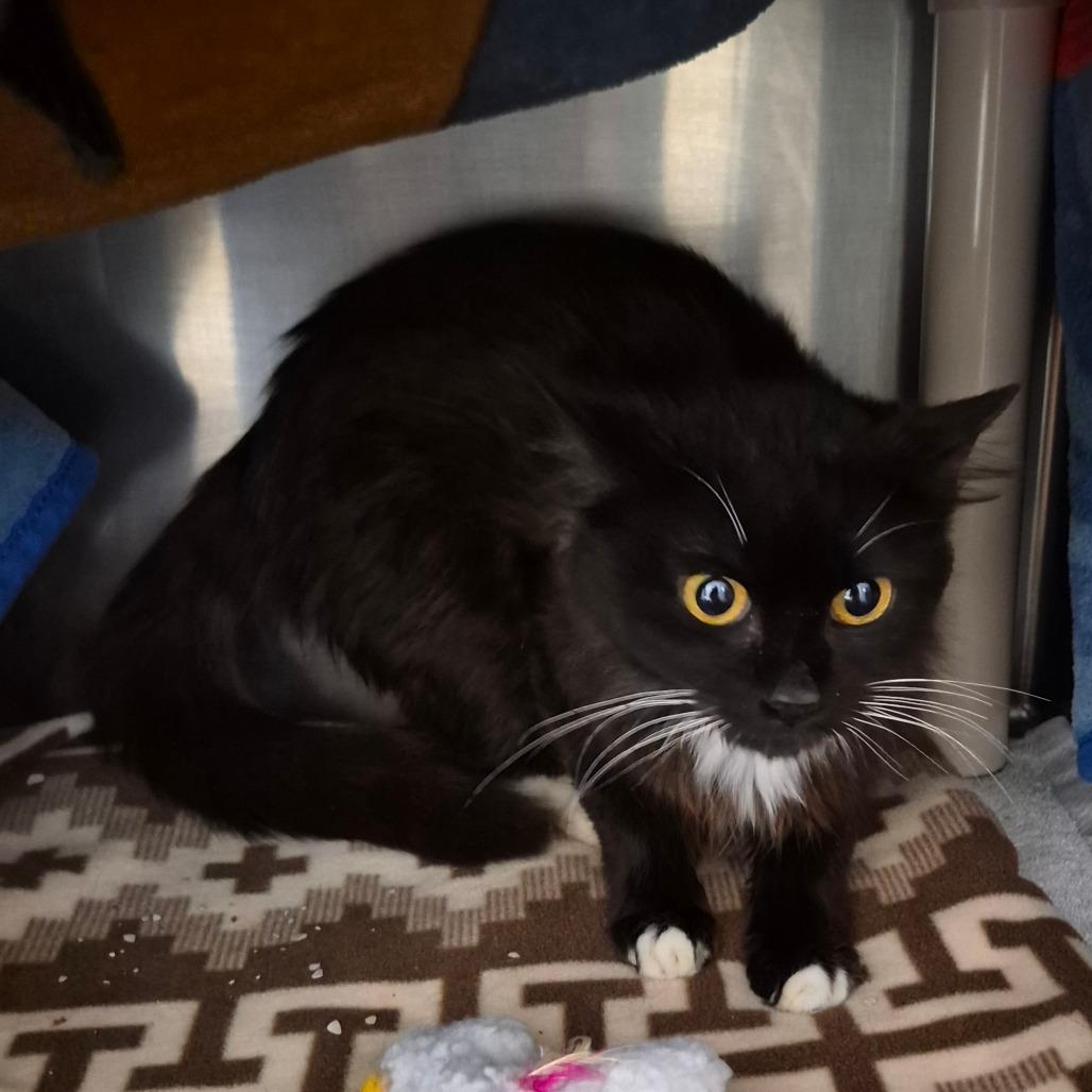 Mia, a Adoptable Domestic Long Hair in Fort Bragg, CA image 2/2