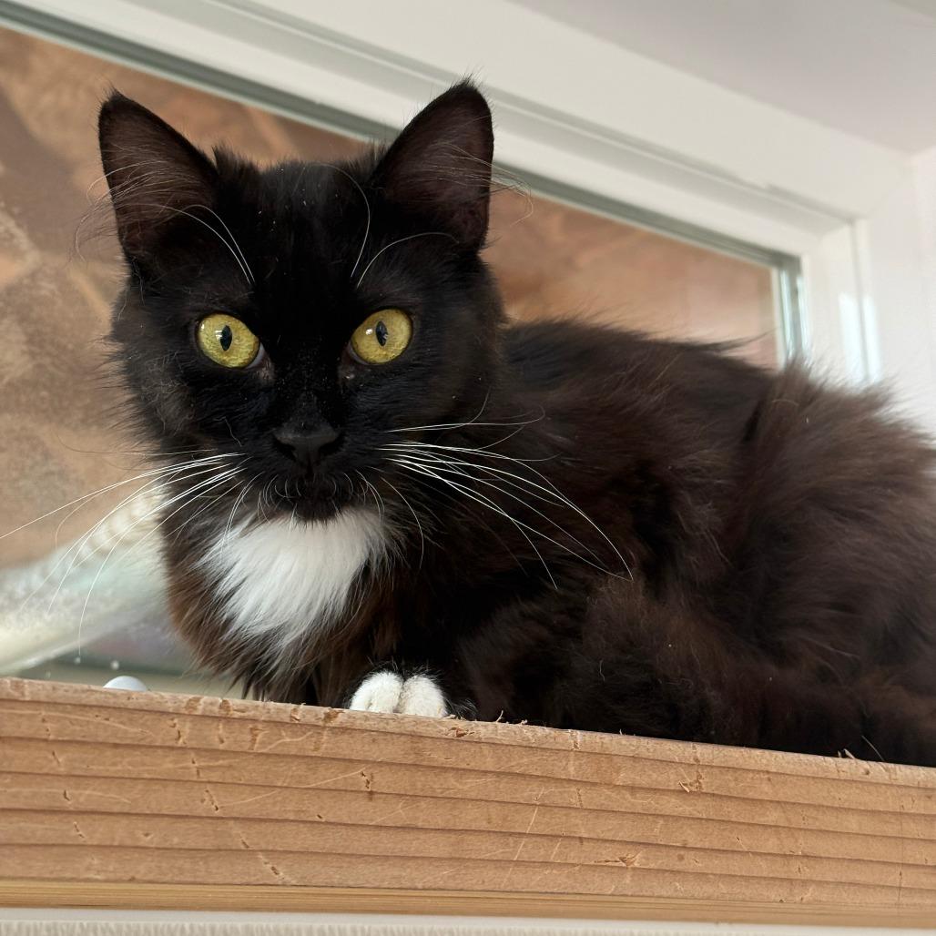 Mia, a Adoptable Domestic Long Hair in Fort Bragg, CA image 2/2