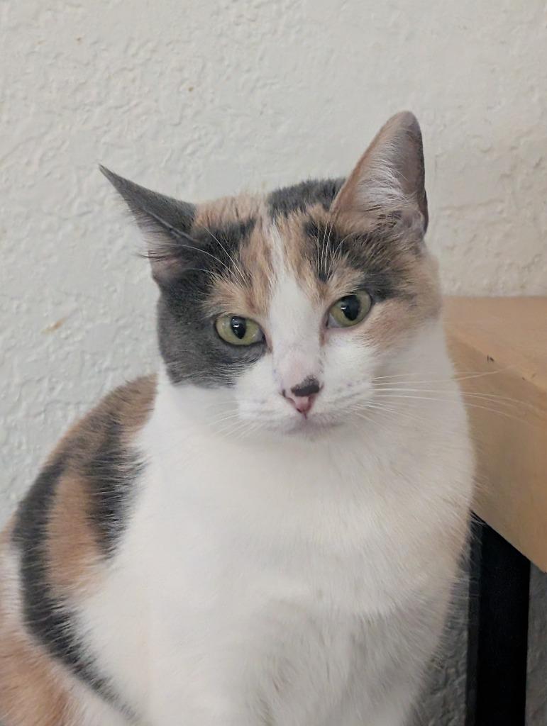 Venus, Adoptable, Adult Female Calico.