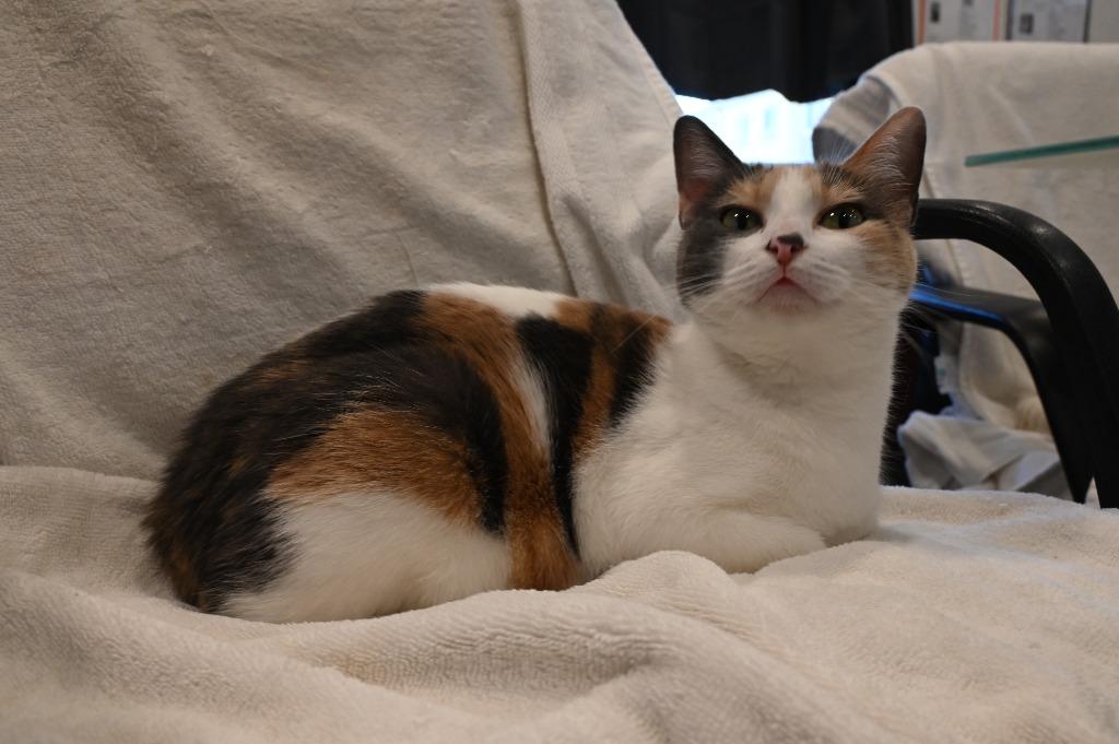 Enlarge Venus, a Adoptable Calico in San Pedro, CA image 2/3