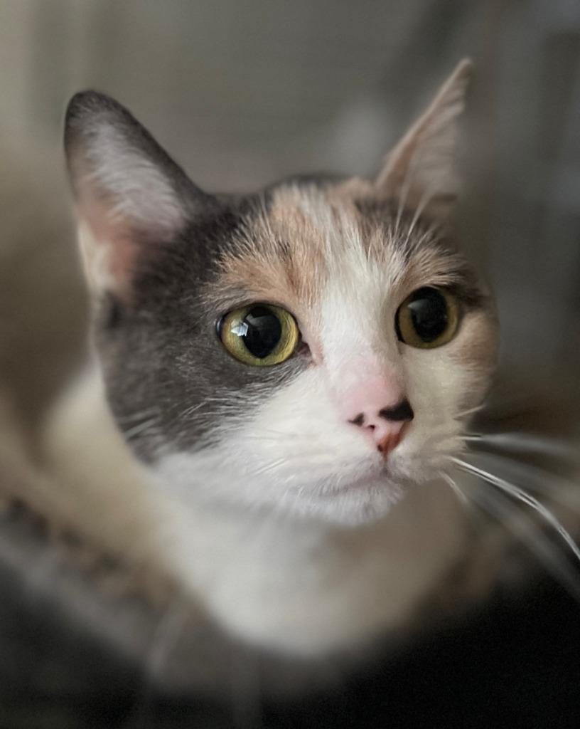 Enlarge Venus, a Adoptable Calico in San Pedro, CA image 3/3