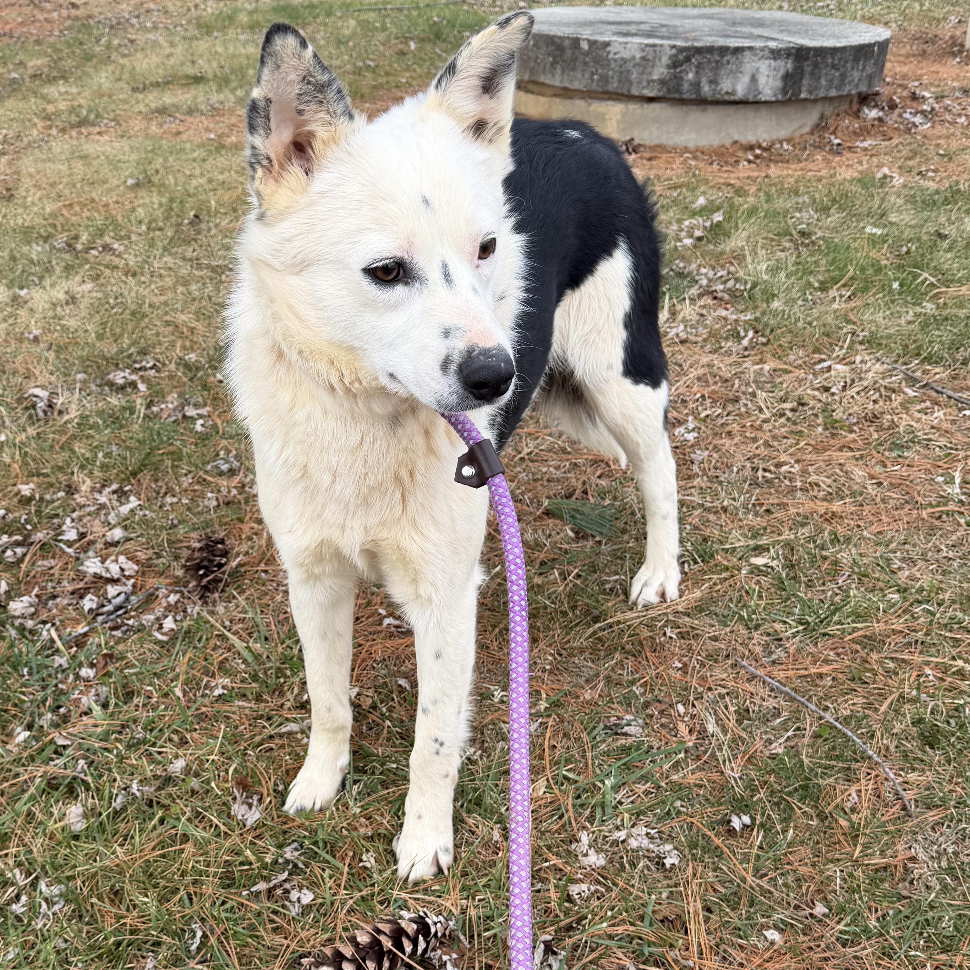 Enlarge Clyde, a ADOPTABLE Border Collie in Culpeper, VA image 1/4