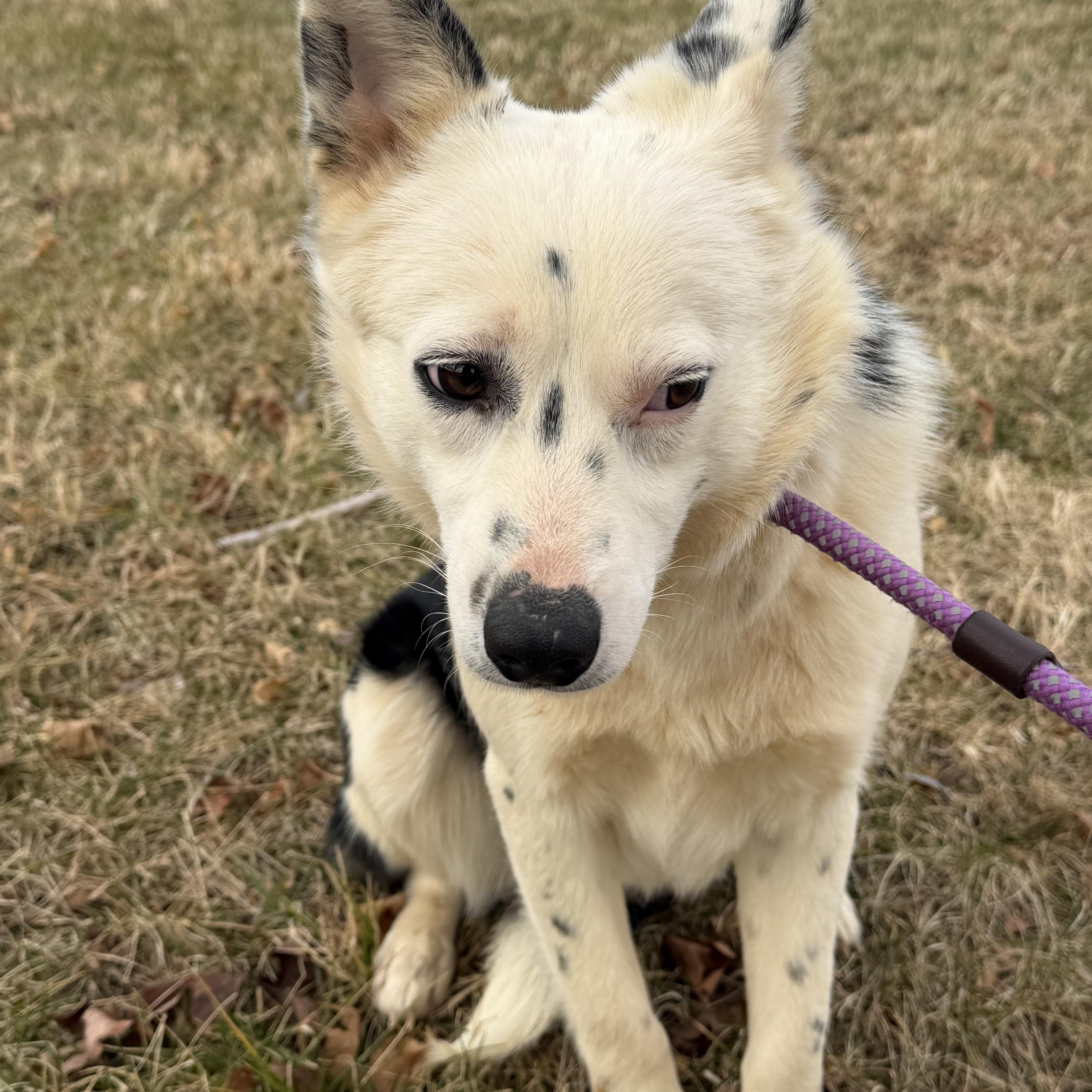 Enlarge Clyde, a ADOPTABLE Border Collie in Culpeper, VA image 2/4