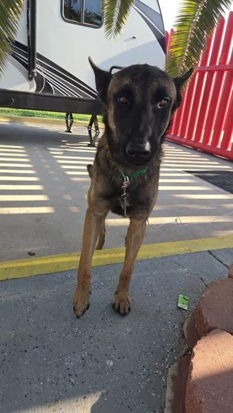 Enlarge ZORRO, a Adoptable Belgian Shepherd / Malinois in Cheyenne, WY image 3/5