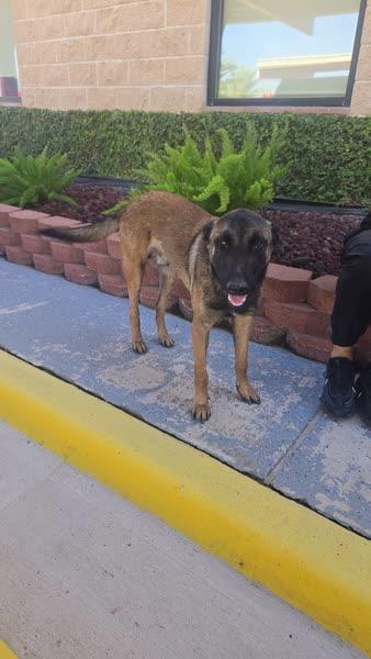 Enlarge ZORRO, a Adoptable Belgian Shepherd / Malinois in Cheyenne, WY image 4/5
