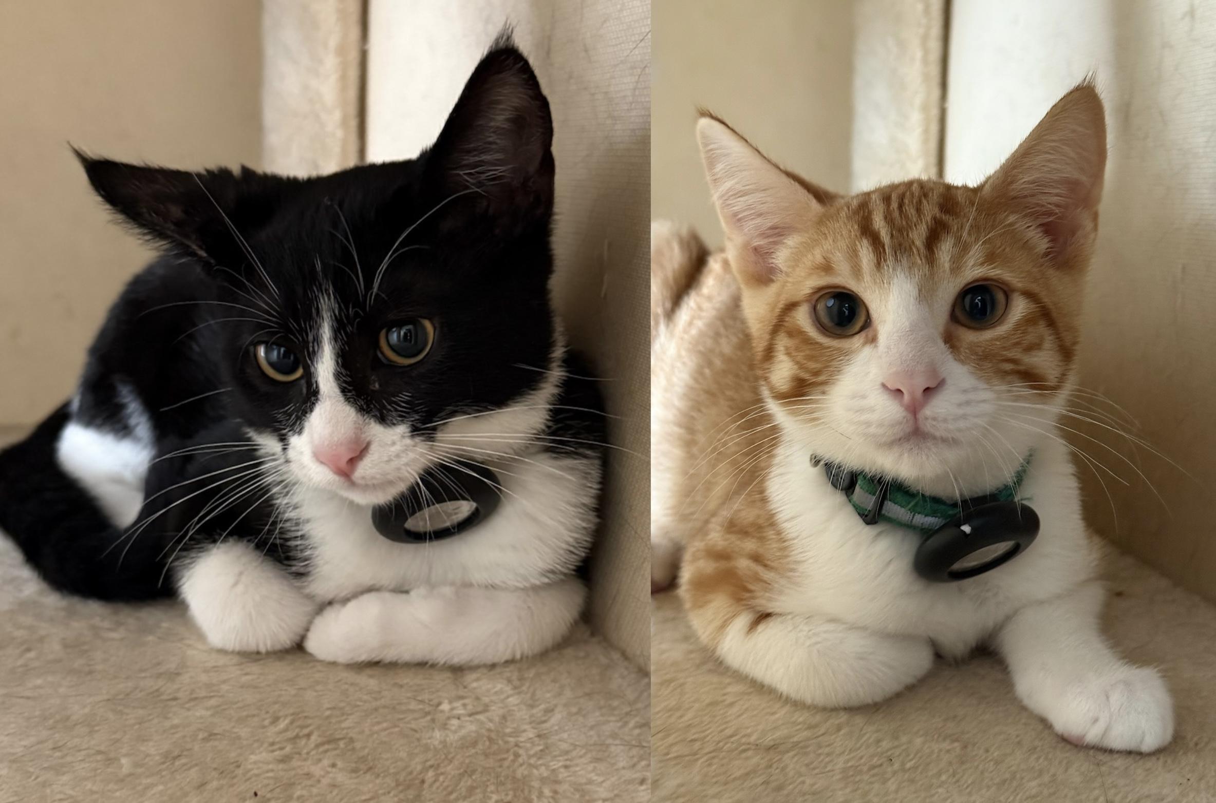 Meet Rocky and Smokey an inseparable pair of brother kittens born at the end of March 2025 ready t