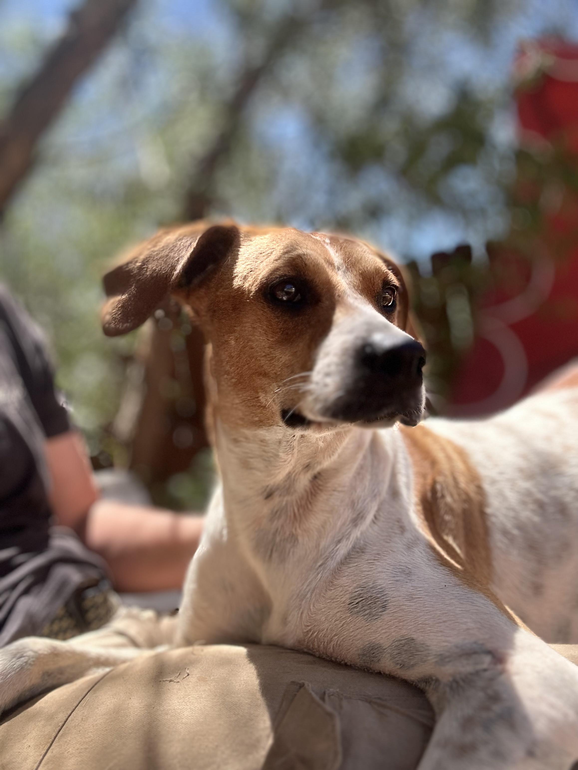 Gino, a Adoptable mixed breed in Los Angeles, CA image 2/2