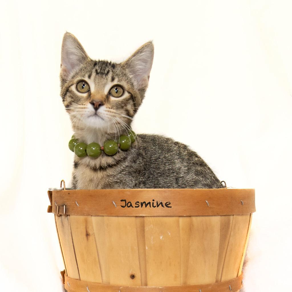 Enlarge Jasmine, a Adoptable mixed breed in Hot Springs Village, AR image 1/2