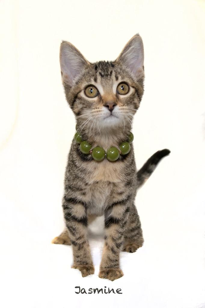 Enlarge Jasmine, a Adoptable mixed breed in Hot Springs Village, AR image 2/2