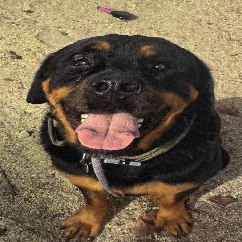Bruno A831861, Adoptable, Adult Male Rottweiler.